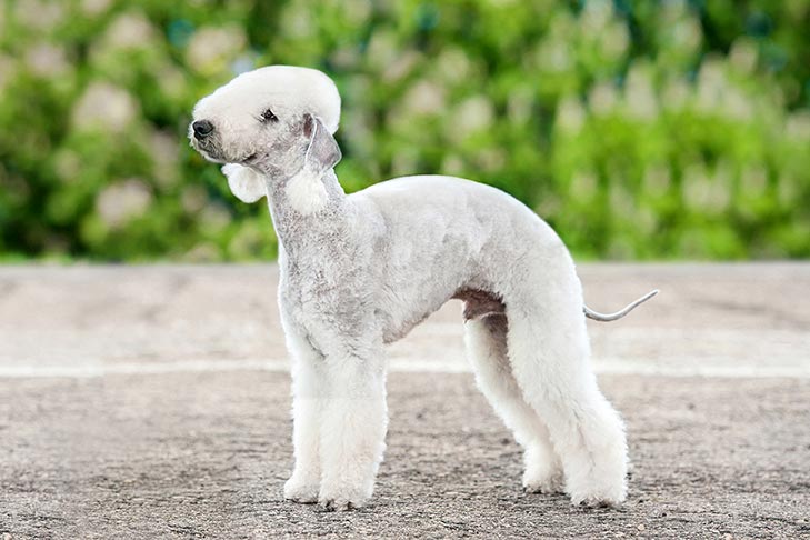 Breed of the Month–Bedlington Terrier