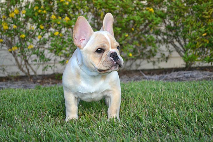 Breed of the Month–French Bulldog