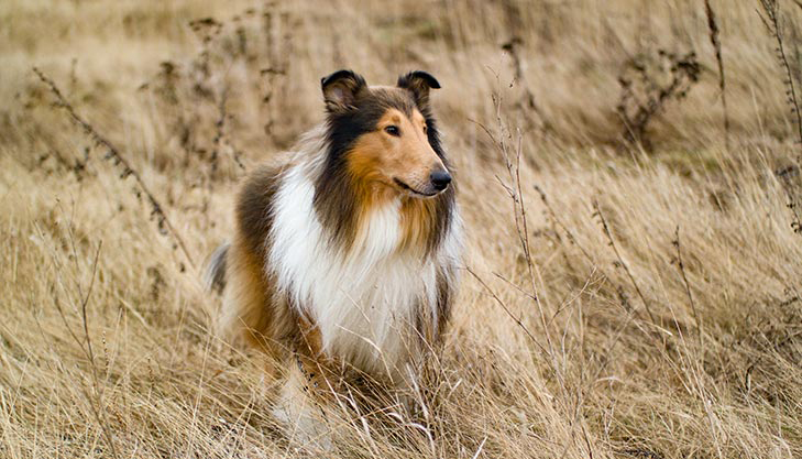 Breed of the Month–Collie