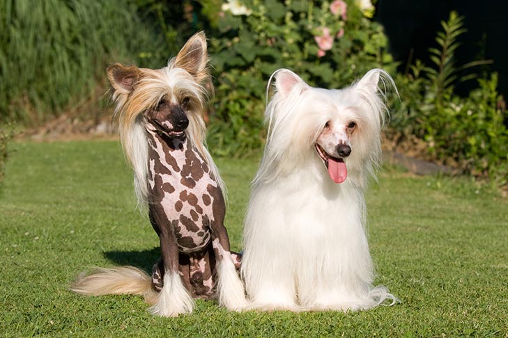 Breed of the Month–Chinese Crested