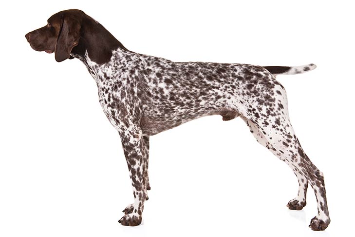 Breed of the Month–German Shorthaired Pointer