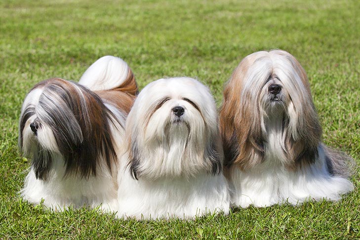 Breed of the Month–Lhasa Apso
