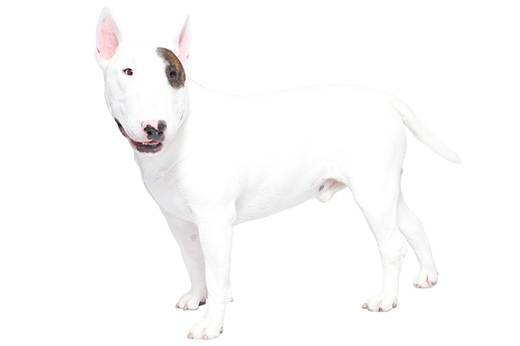 Breed of the Month–Bull Terrier