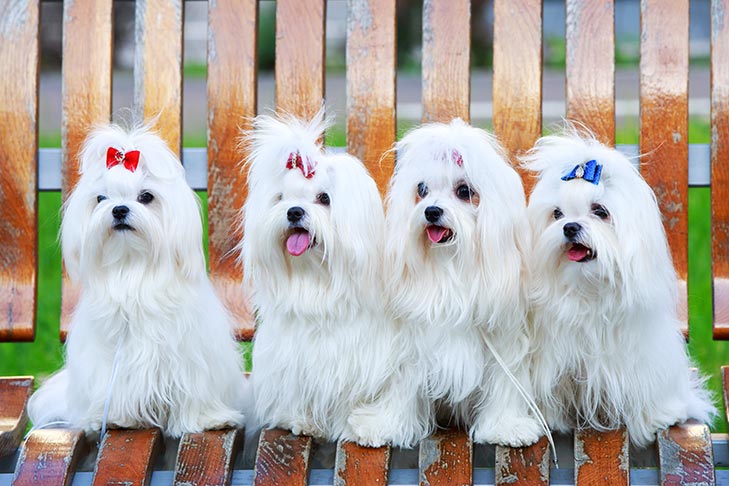 Breed of the Month–Maltese