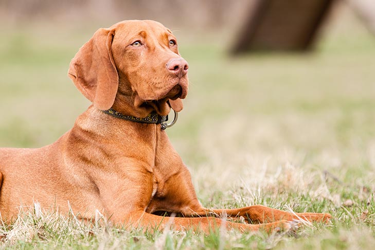 Breed of the Month–Vizsla