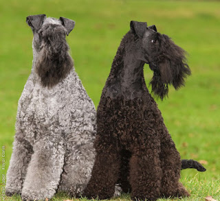 Breed of the Month–Kerry Blue Terrier