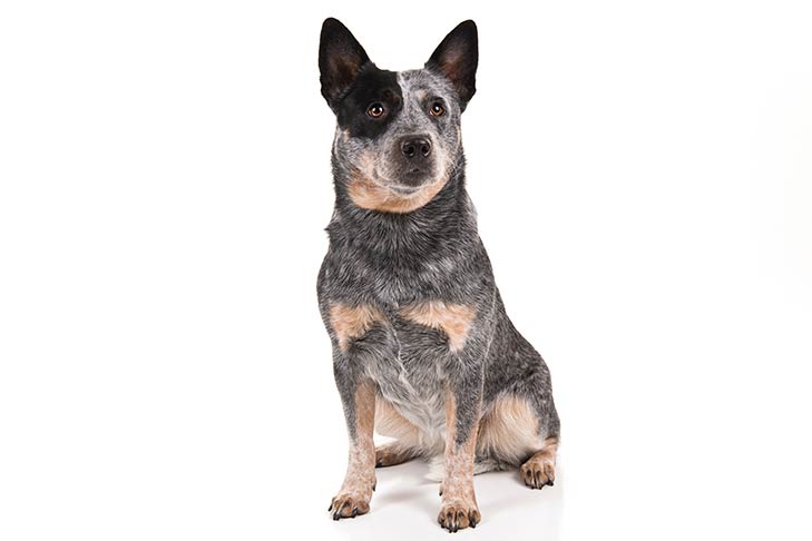 Breed of the Month–Australian Cattle Dog