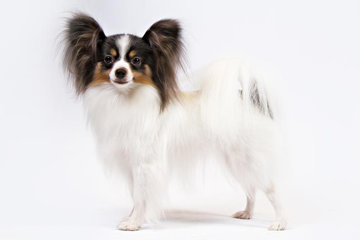 Breed of the Month–Papillon