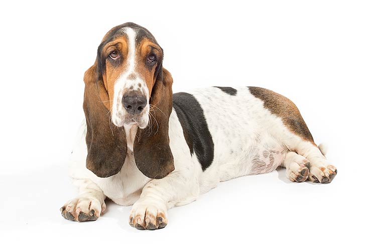 Breed of the Month–Basset Hound