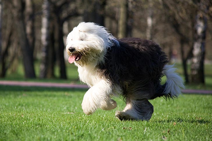 Breed of the Month–Old English Sheepdog