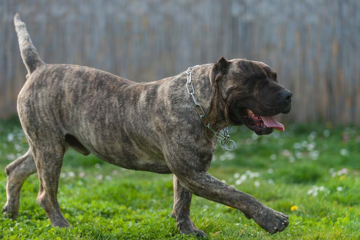 Breed of the Month–Presa Canario