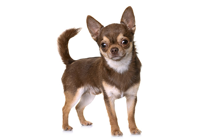 Breed of the Month–Chihuahua