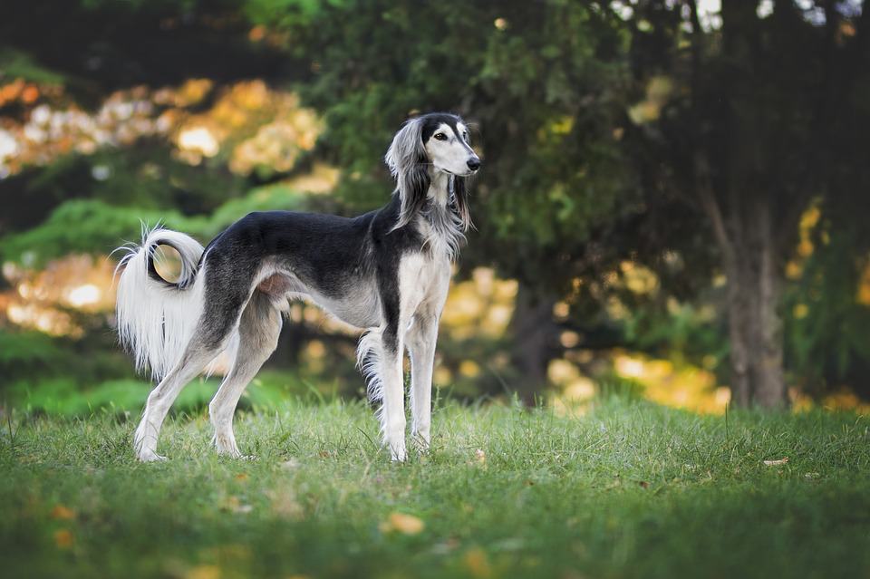 Breed of the Month–Saluki