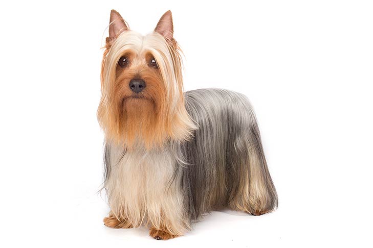 Breed of the Month–Silky Terrier
