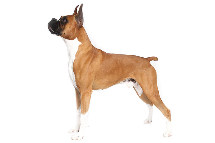 Breed of the Month–Boxer