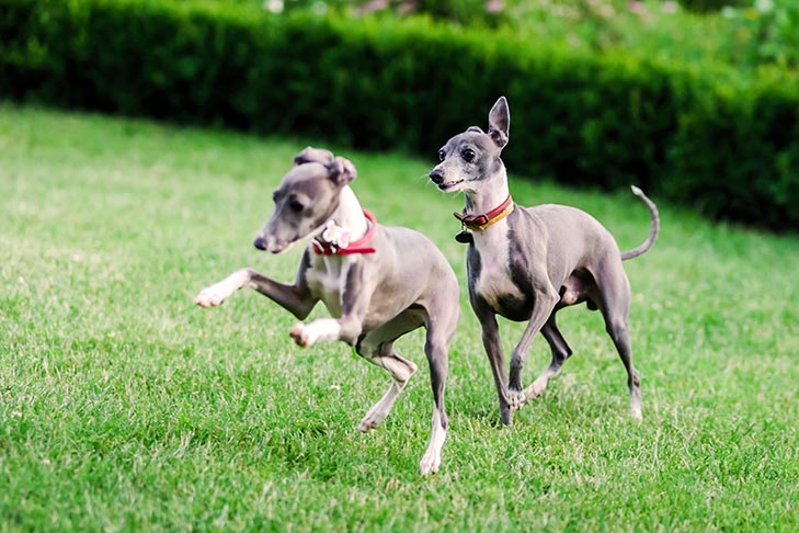 Breed of the Month–Italian Greyhound