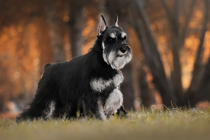 Breed of the Month–Miniature Schnauzer