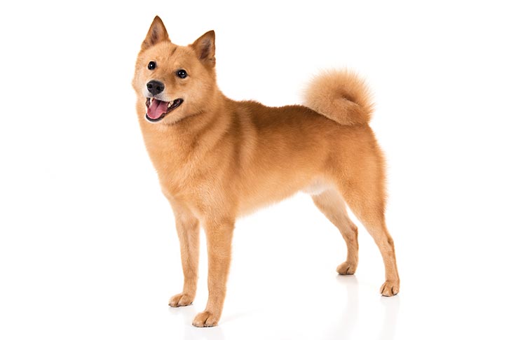 Breed of the Month–Finnish Spitz