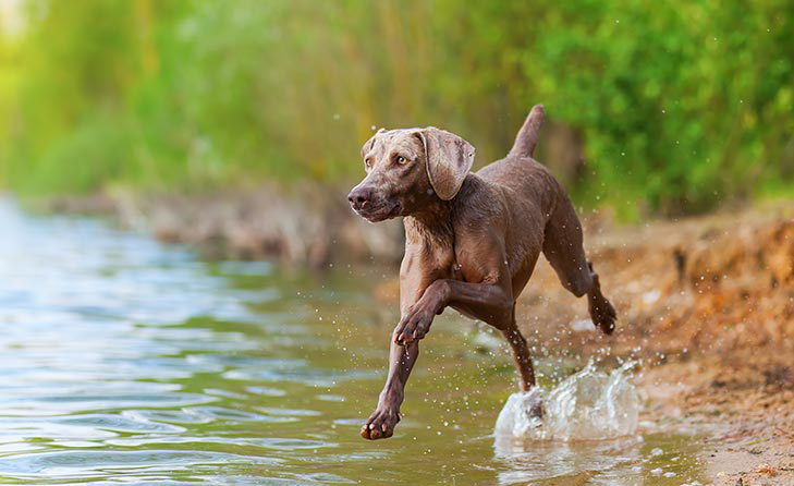 Breed of the Month–Weimaraner