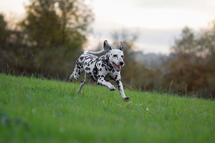 Breed of the Month–Dalmatian