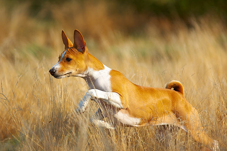 Breed of the Month–Basenji