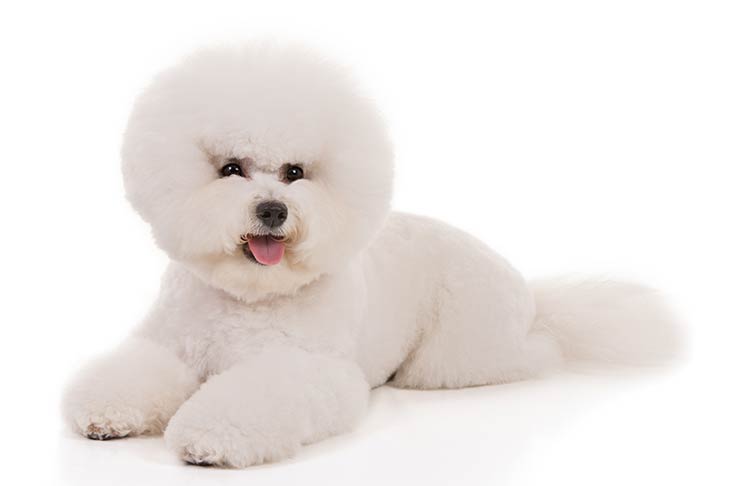 Breed of the Month–Bichon Frise