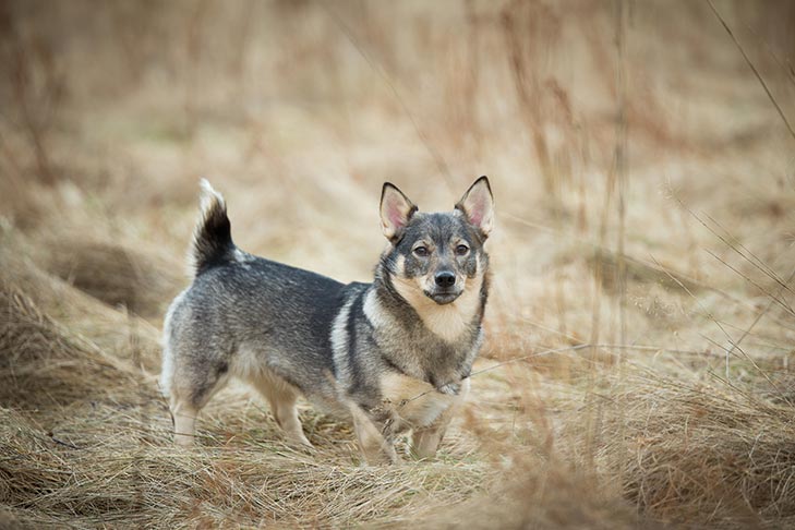 Breed of the Month–Swedish Vallhund