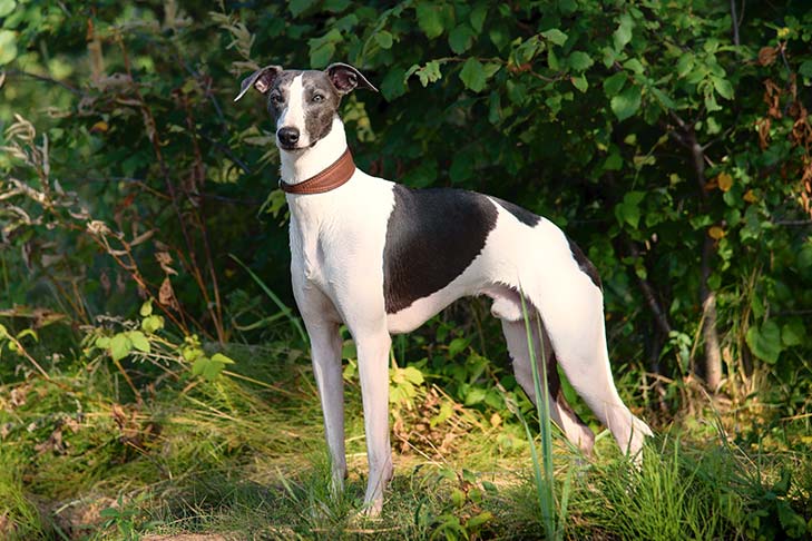 Breed of the Month–Whippet