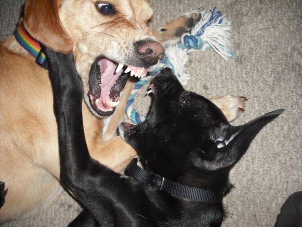 Trainer escapes dog bite