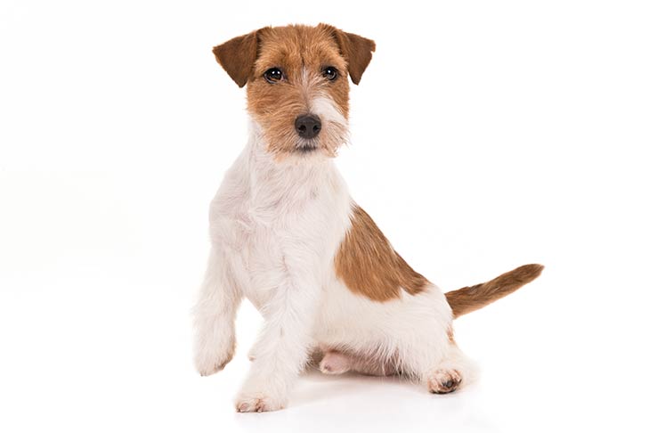 Breed of the Month–Jack Russell Terrier