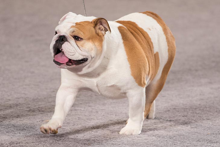 Breed of the Month–Bulldog
