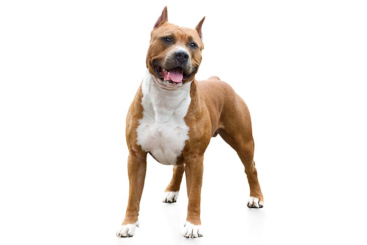 Breed of the Month–American Staffordshire Terrier