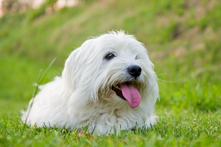 Breed of the Month–Coton de Tulear