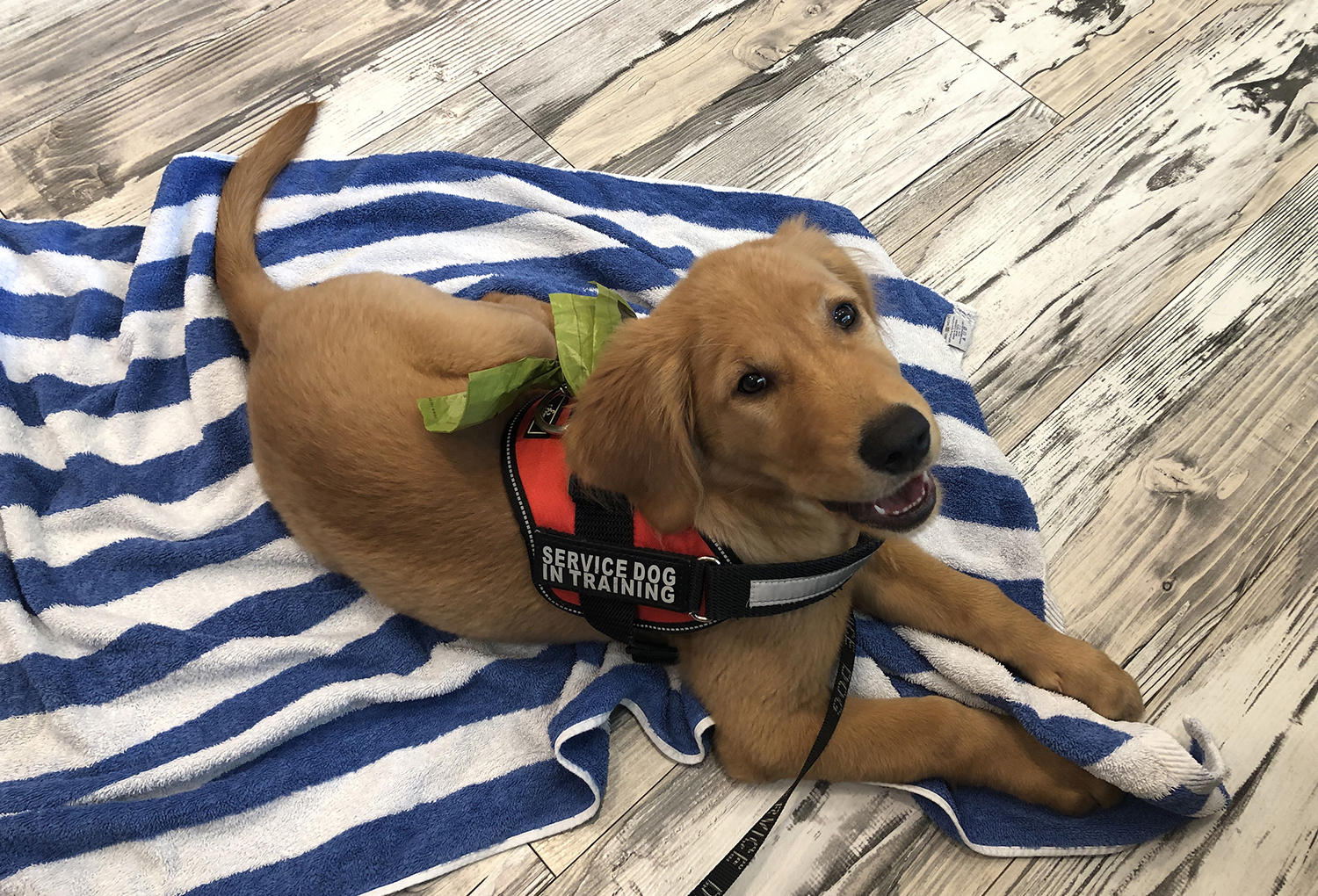 Service Dog Requirements – Basic Info