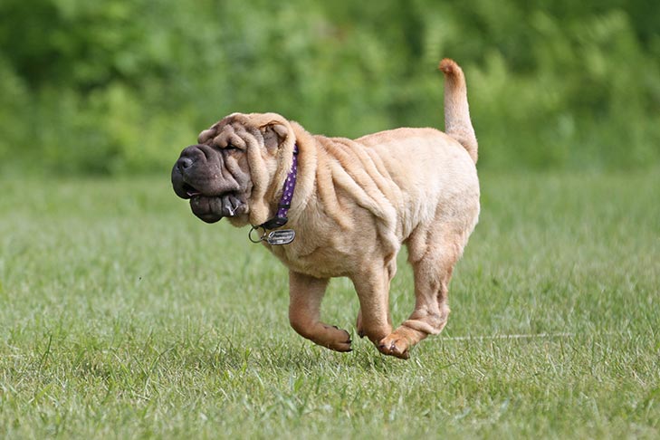 Breed of the Month–Chinese Shar-Pei