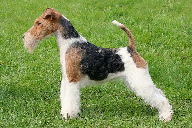 Breed of the Month–Wire Fox Terrier