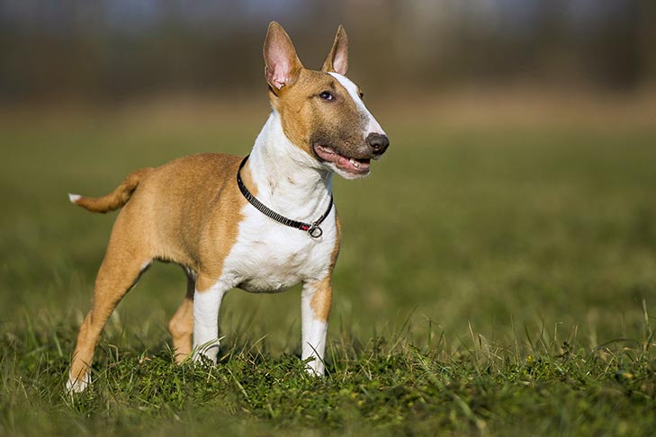 Breed of the Month–Miniature Bull Terrier