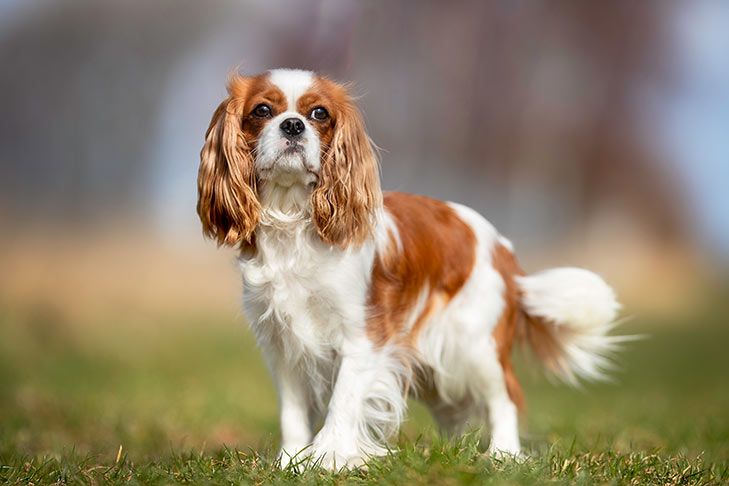 Breed of the Month–Cavalier King Charles Spaniel