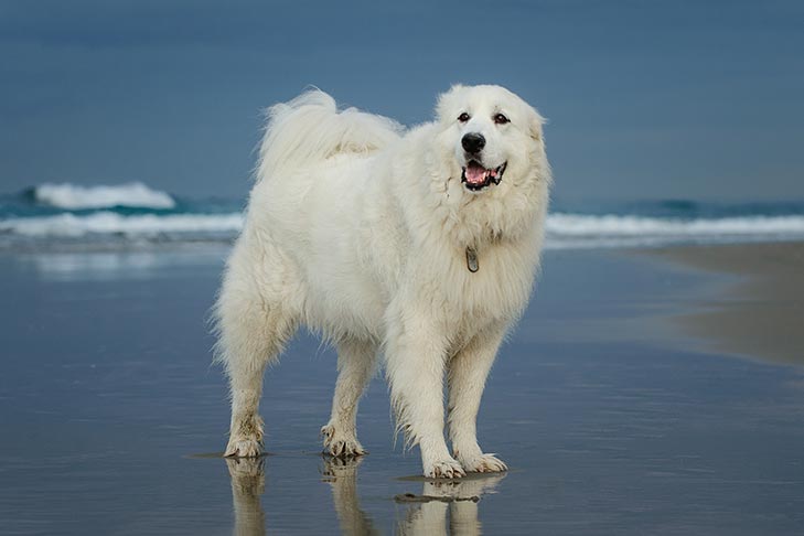 Breed of the Month–Great Pyrenees