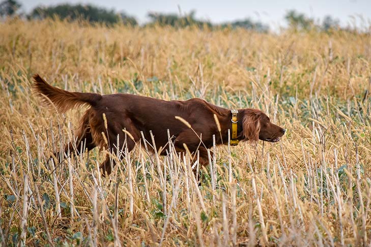 Breed of the Month–Irish Setter