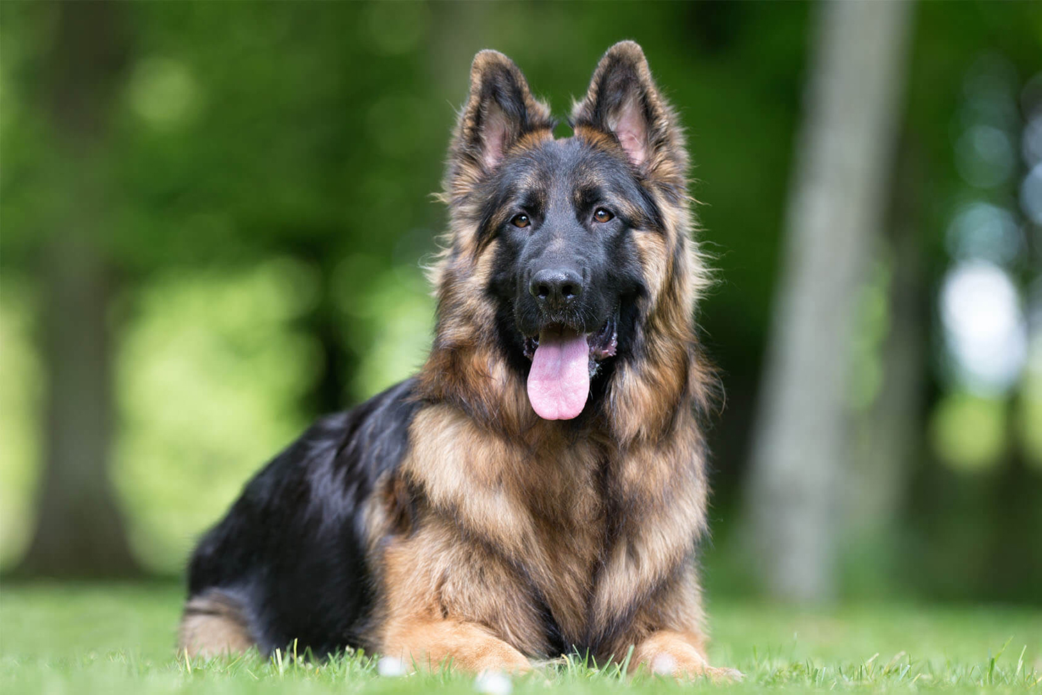 Breed of the Month–King Shepherd