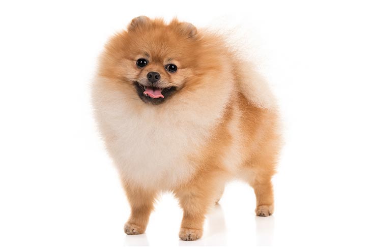 Breed of the Month–Pomeranian