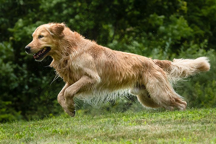 Breed of the Month–Golden Retriever