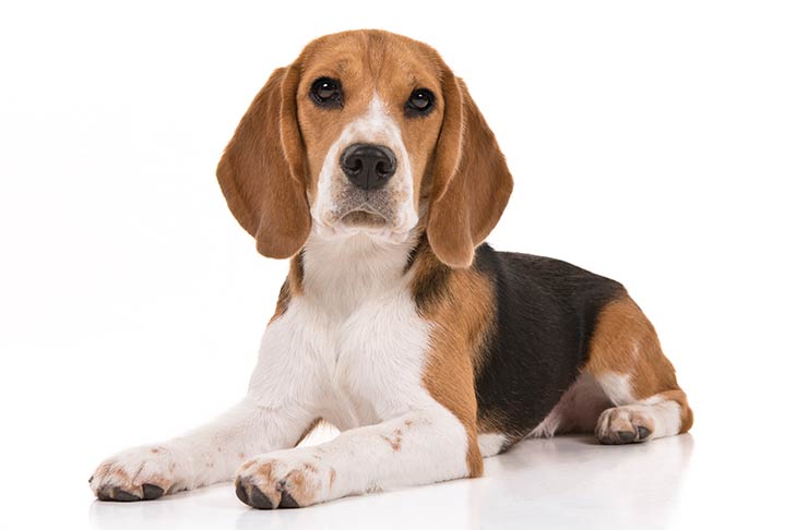 Breed of the Month–Beagle