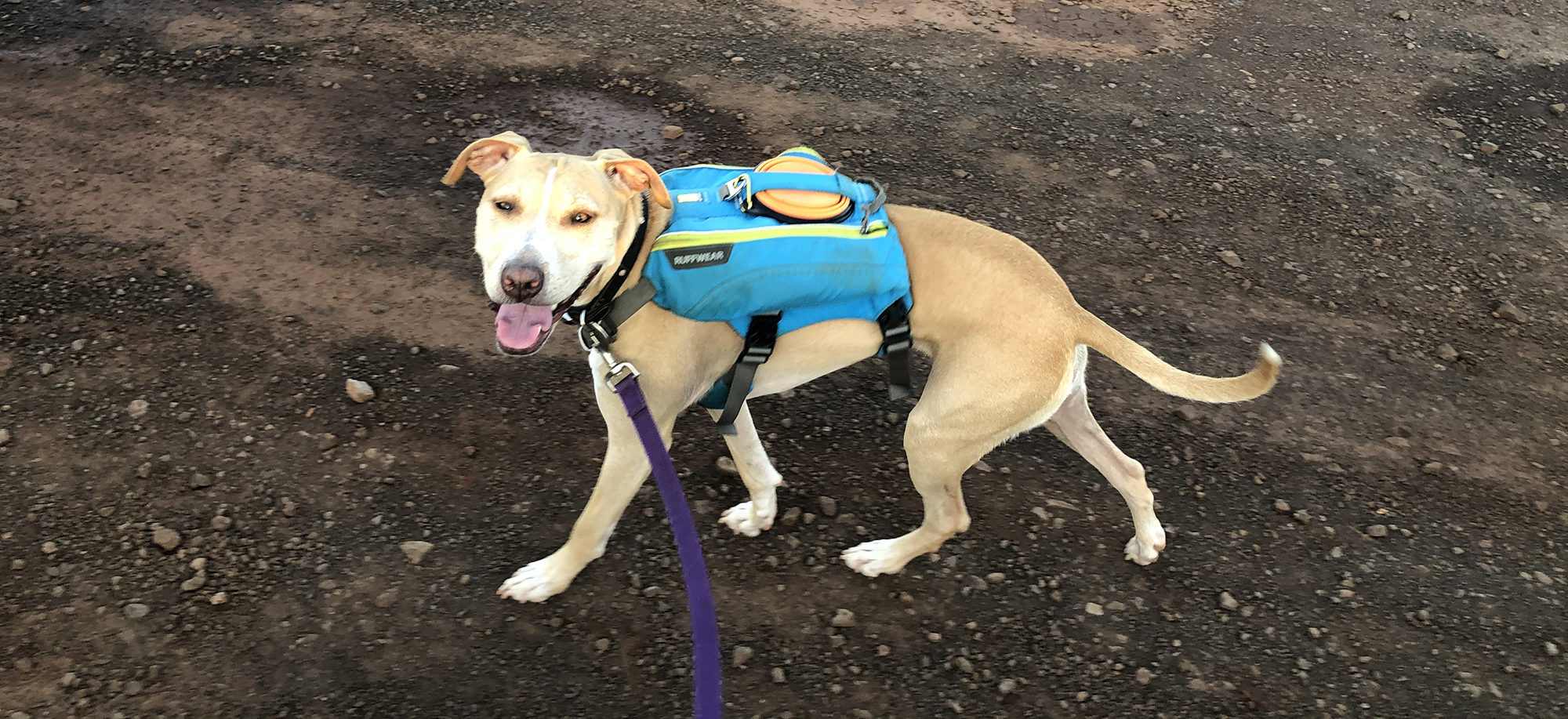 Trainer Tips–Dog Backpacks