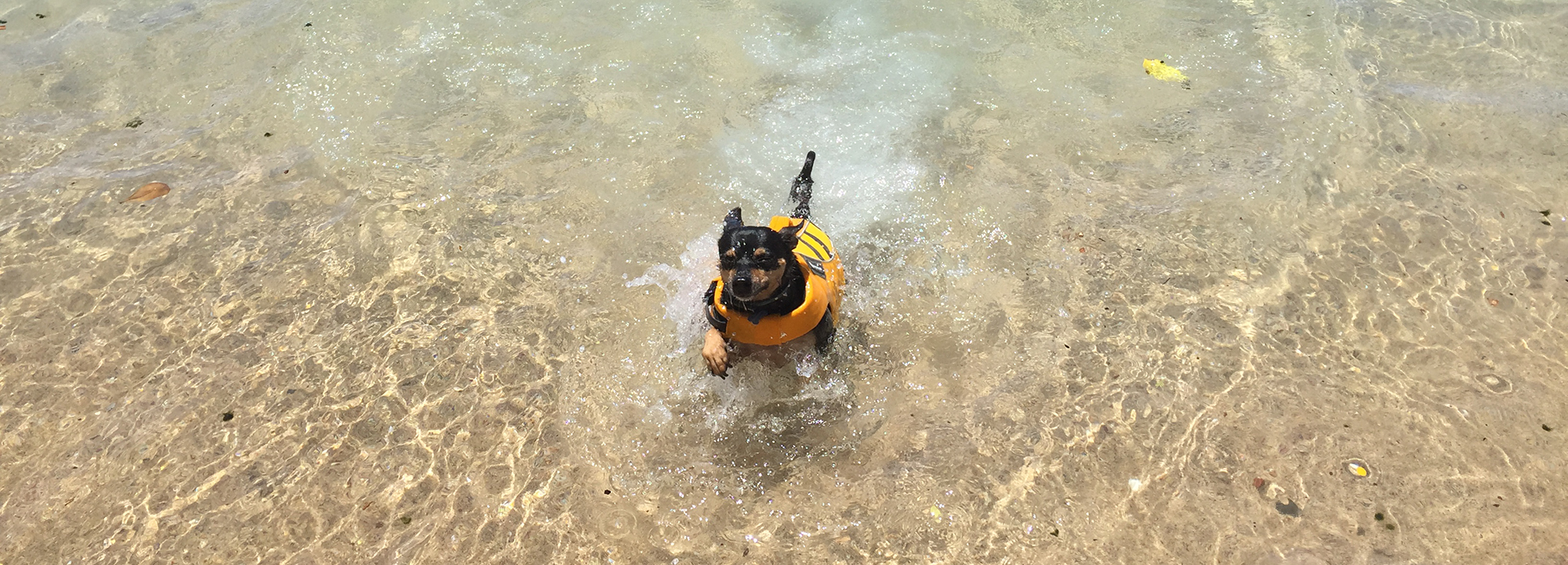 VIDEO:  How to teach a dog to swim in the ocean:  Step One