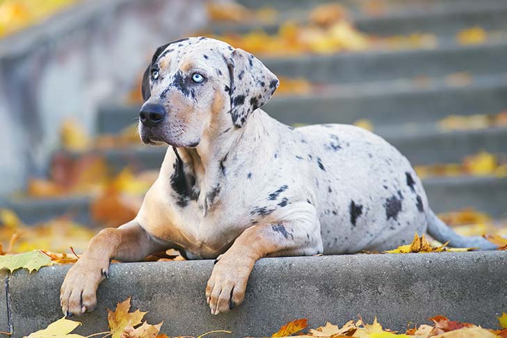Breed of the Month–Catahoula Leopard Dog