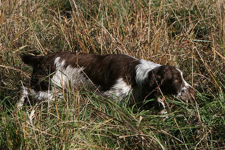 Breed of the Month–Springer Spaniel