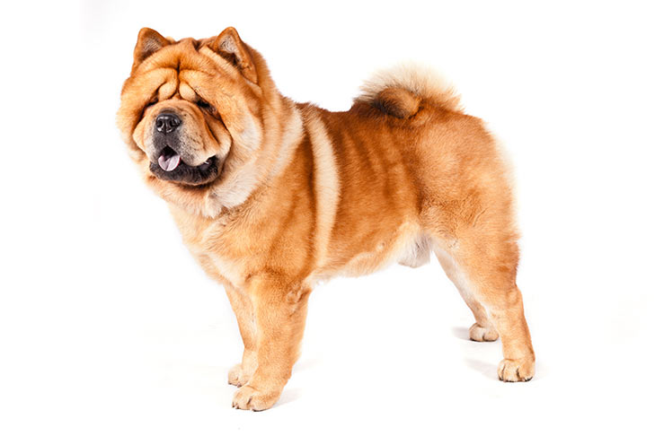 Breed of the Month–Chow Chow