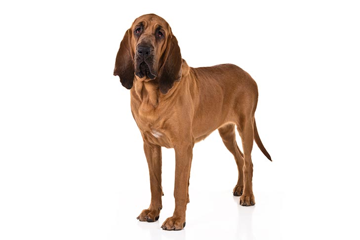 Breed of the Month–Bloodhound